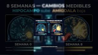 Tu Cerebro Cambia Físicamente con 10 Minutos de Meditación — Lo Que Harvard Descubrió