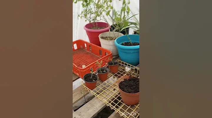 Greenhouse update is it faster to grow from seed o...