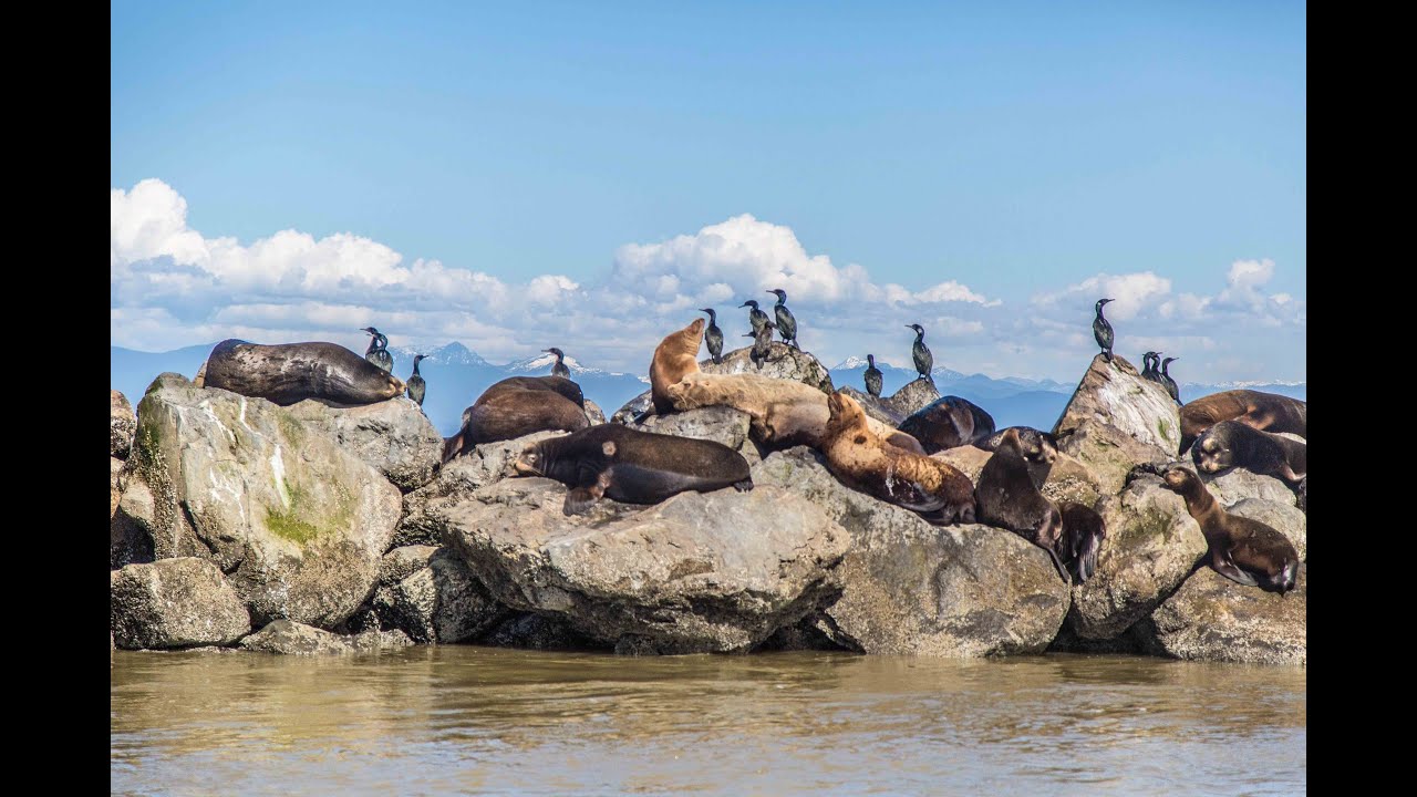 SO MANY SEA LIONS! [Vancouver, Canada]