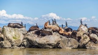 SO MANY SEA LIONS! [Vancouver, Canada]