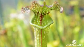 Саррацения ест насекомых - хищное растение, Sarracenia, flytrap, carnivorous plant  DIONAEAS