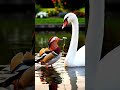 দুই প্রজাতির ভালোবাসা 😁🥰#AnimalHistory #animalvideo