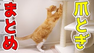 猫ズの爪とぎシーンまとめ！2つのキャットタワーで楽しそう【猫 かわいい】