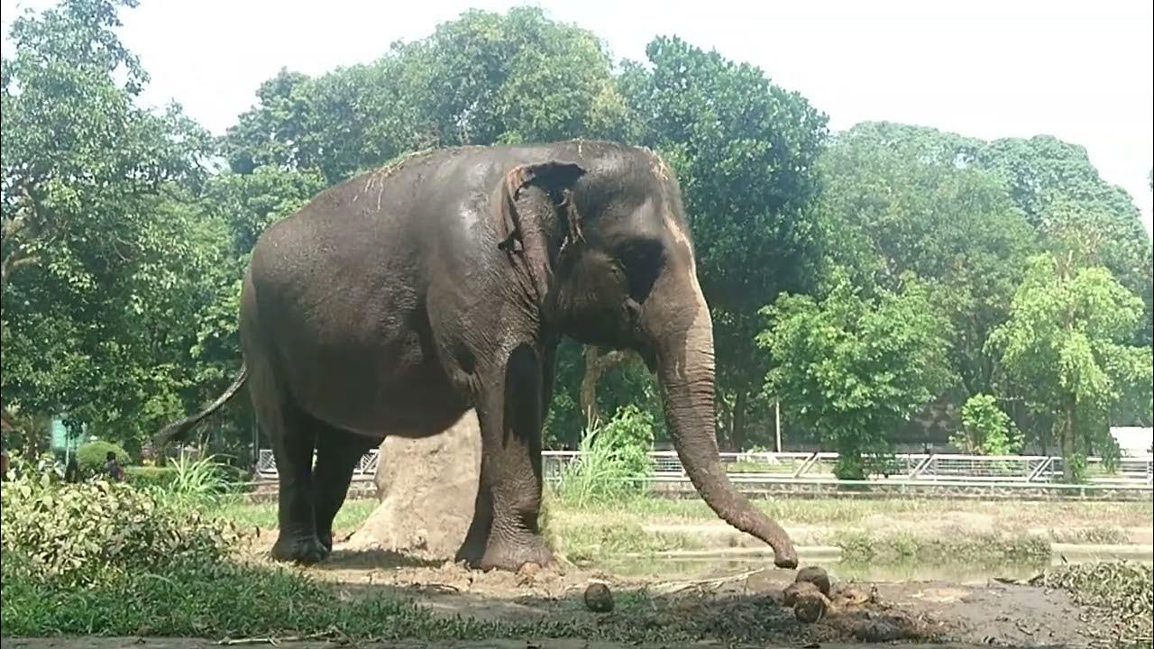 Is this elephant feeling stressed? YouTube