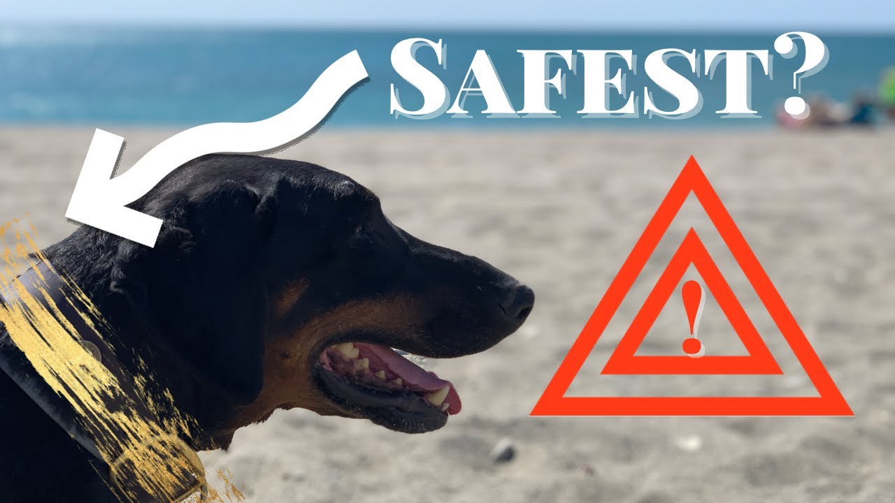 Worlds SAFEST dog collar?