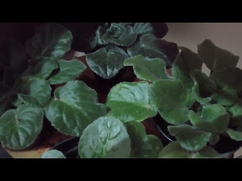 Vídeo: Solo Para Violetas: Solo Faça Você Mesmo Para Saintpaulias. Qual é A Melhor Composição Do Solo Para Plantas De Interior E Qual A Acidez Necessária? Avaliações