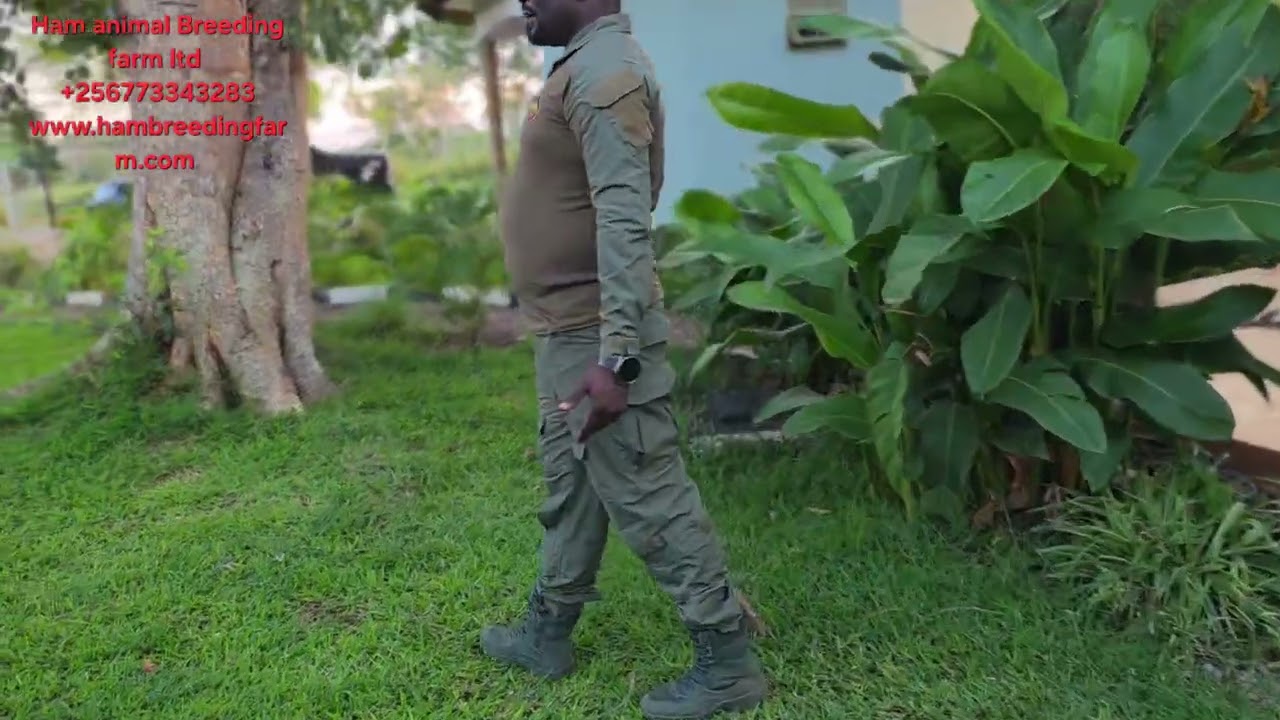 В этом секрет долгой жизни фермеров и отсутствия у них сердечно-сосудистых заболеваний (нужно саж...