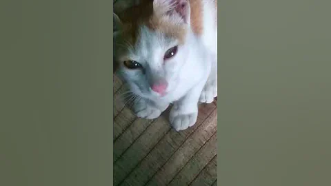 Video 11337871: cat kitten funny, cats animal funny love, cat funny cute animals