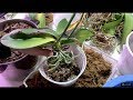 Planting Hundreds Of Orchids From Trash After Cleaning From Mealybugs