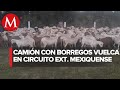 Vuelca tráiler que trasladaba borregos en el CEM