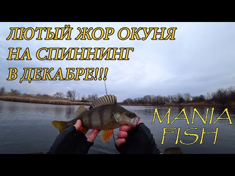 ЛЮТЫЙ ЖОР ОКУНЯ НА СПИННИНГ В ДЕКАБРЕ!!!