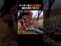 チーターを救った男性に起きた驚くべきこと