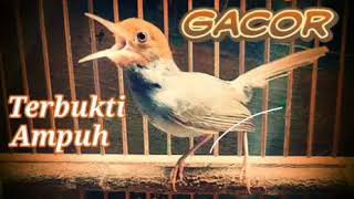 Prenjak Jantan Gacor