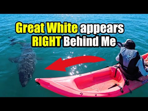 Great White Shark Right Behind My Kayak!