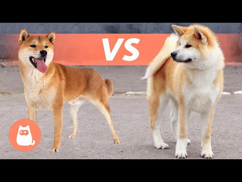 Unterschiede zwischen SHIBA INU und AKITA INU 🐕 Rassenvergleich