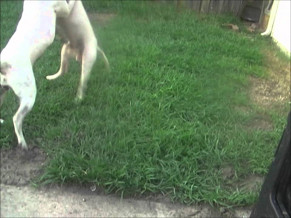 bull terrier vs pitbull (mikey vs spoted)