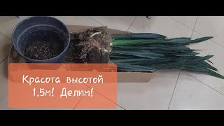 видео: Пересадка или деление куста. Редкая Сансевиерия Блек Тигр! картинка: Пересадка или деление куста. Редкая Сансевиерия Блек Тигр!