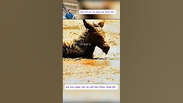 mẹ con ngựa vằn may mắn thoát chết #thegioidongvat #shortvideo #shorts