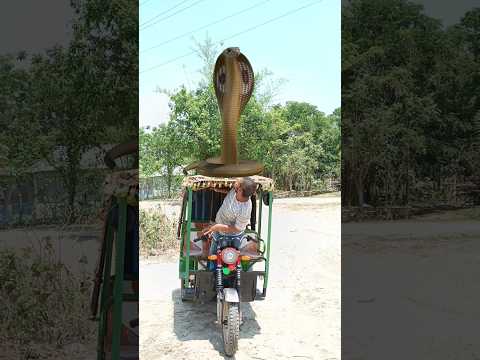 Anaconda Snake in real life P9 #shorts#snake #python #snakes #nagin#anaconda #bigsnake