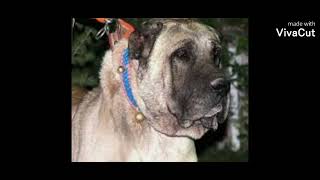KANGAL EDİT