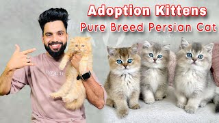 Persian Cat | Free Adoption | Persian Cats For Sale | persian cat price in india | cats for sale