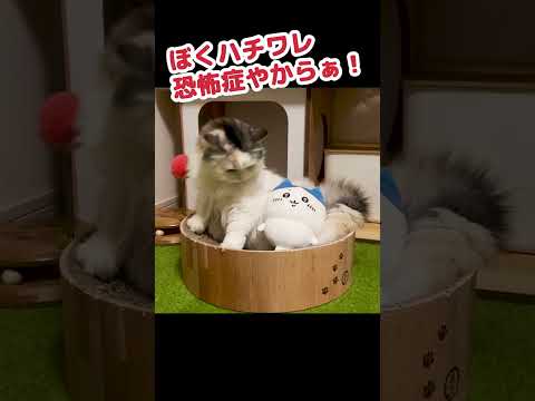 ハチワレ恐怖症の猫 #Shorts