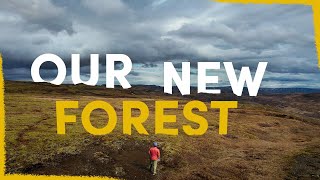 How we are creating a forest in this barren patch of Iceland by Mossy Earth 351,852 views 11 months ago 15 minutes