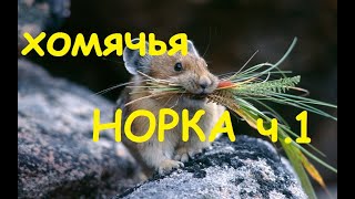 Мои запасы наборов, часть 1/Вышивка/Хомячья норка