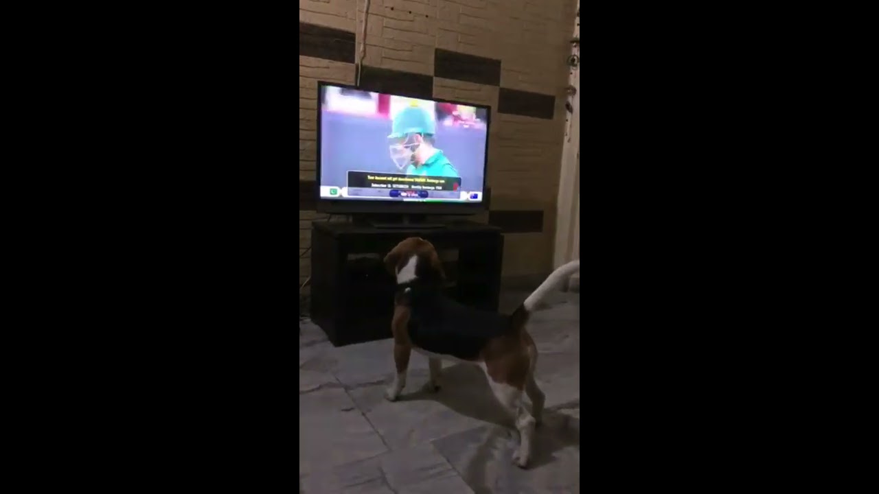 Funny Beagle Video-naughty activities