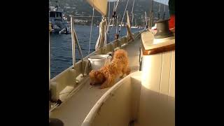 Puppy learning the ropes. #dog #boat #doggo #puppy