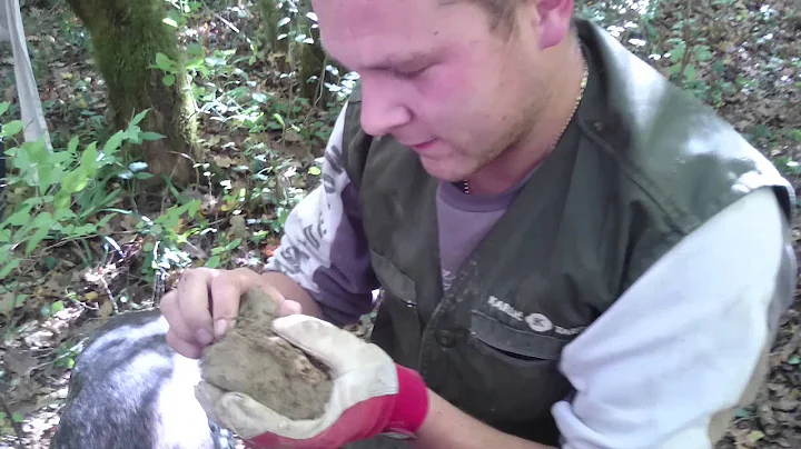 Big White Truffle  Karli Truffles