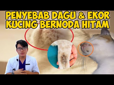 Video: Apa Kulit dan Bulu Kucing Saya Katakan Tentang Kesihatannya?