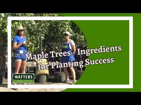 Video: Autumn Blaze Maple Tree Care: consigli per coltivare aceri autunnali