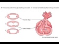 Embryology of the Heart - bulbus cordis, ventricles, and truncus arteriosus (Dr. Ahmed Farid)