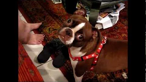 Boston terrier throws shoes