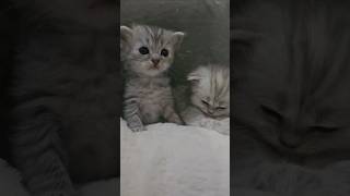 Download Lagu Three tiny kittens taking their first little steps 🐾✨#NewbornKittens #TinyKittens #BabyCats #Kitten MP3 Download Lagu Three tiny kittens taking their first little steps 🐾✨#NewbornKittens #TinyKittens #BabyCats #Kitten MP3