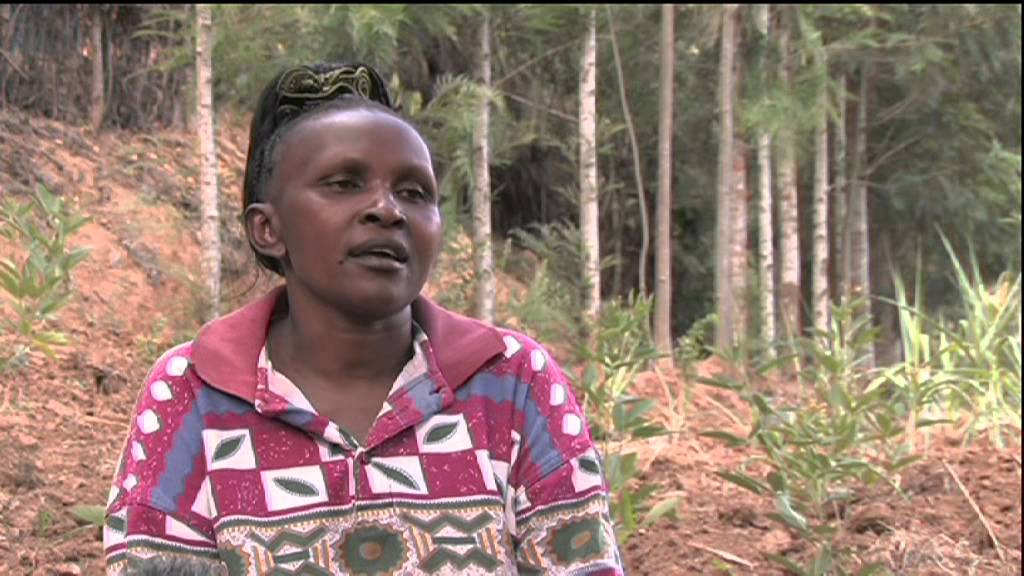 SLM 03 Agroforesterie à grevillea