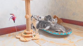 Four adorable cats are happily playing together