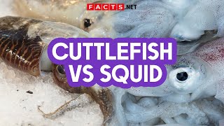 Différence entre le poulpe et les calamars
