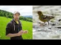 Vogelsterben in europa  gobirdingvlog 3 birding vlog