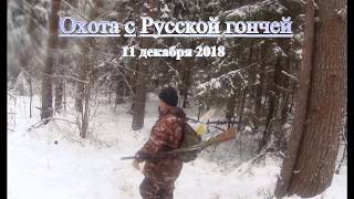 Охота на зайца 11 декабря 2018