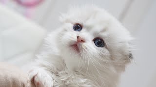 Scottish Fold Longhair Male with Seal Tabby Point & White