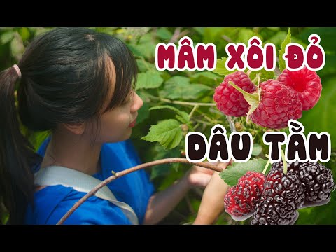 Video: Hái Trà Lá Mâm Xôi: Mẹo Thu Hoạch Lá Mâm Xôi Đỏ