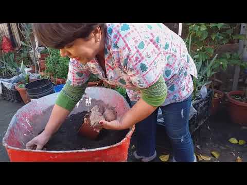 Video: Cultivo de gladiolos en macetas - Consejos para plantar gladiolos en macetas