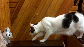 Hetty Cat Playing with New Favorite Toy!! by Hetty & Percy 1,775 views 5 years ago 2 minutes, 14 seconds