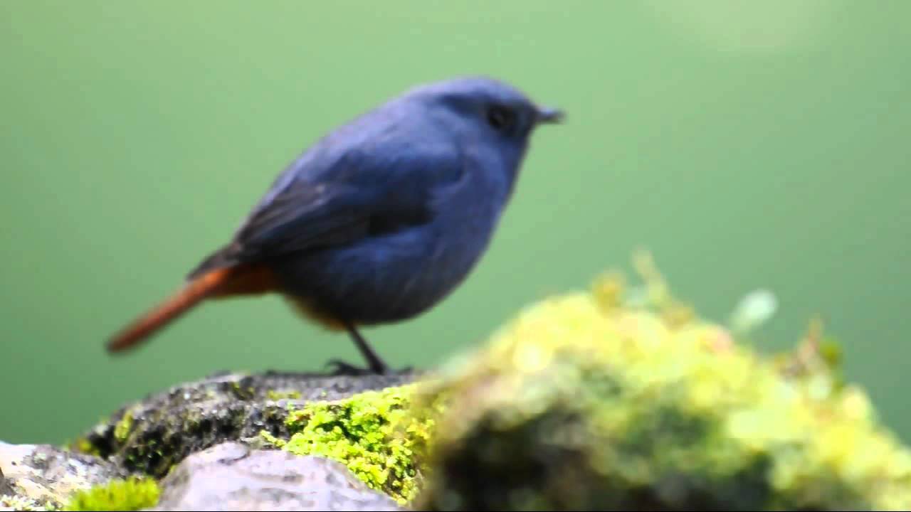 鉛色水鴝（鉛色水鶇）--Plumbeous Water Redstart 