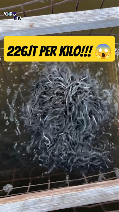 Bayi Sidat (Elver) Rp226 Juta per Kg?! 😱🐟 #Elver #EelFarming #KepoBit #viralshorts #finance
