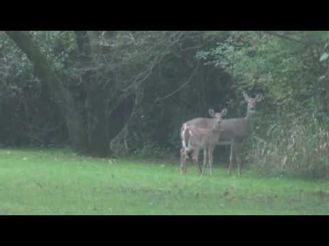 ირმები***როგორ ცხოვრობს ამერიკა