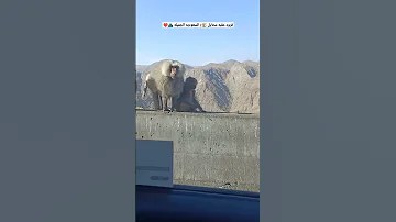 قرود عقبه محايل السعوديه 