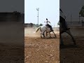 #nsca #omoksee #horse #rodeo #westernmedia #western #westernriding #aqha #youtubeshorts #subscribe